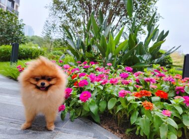 24小時寵物醫院